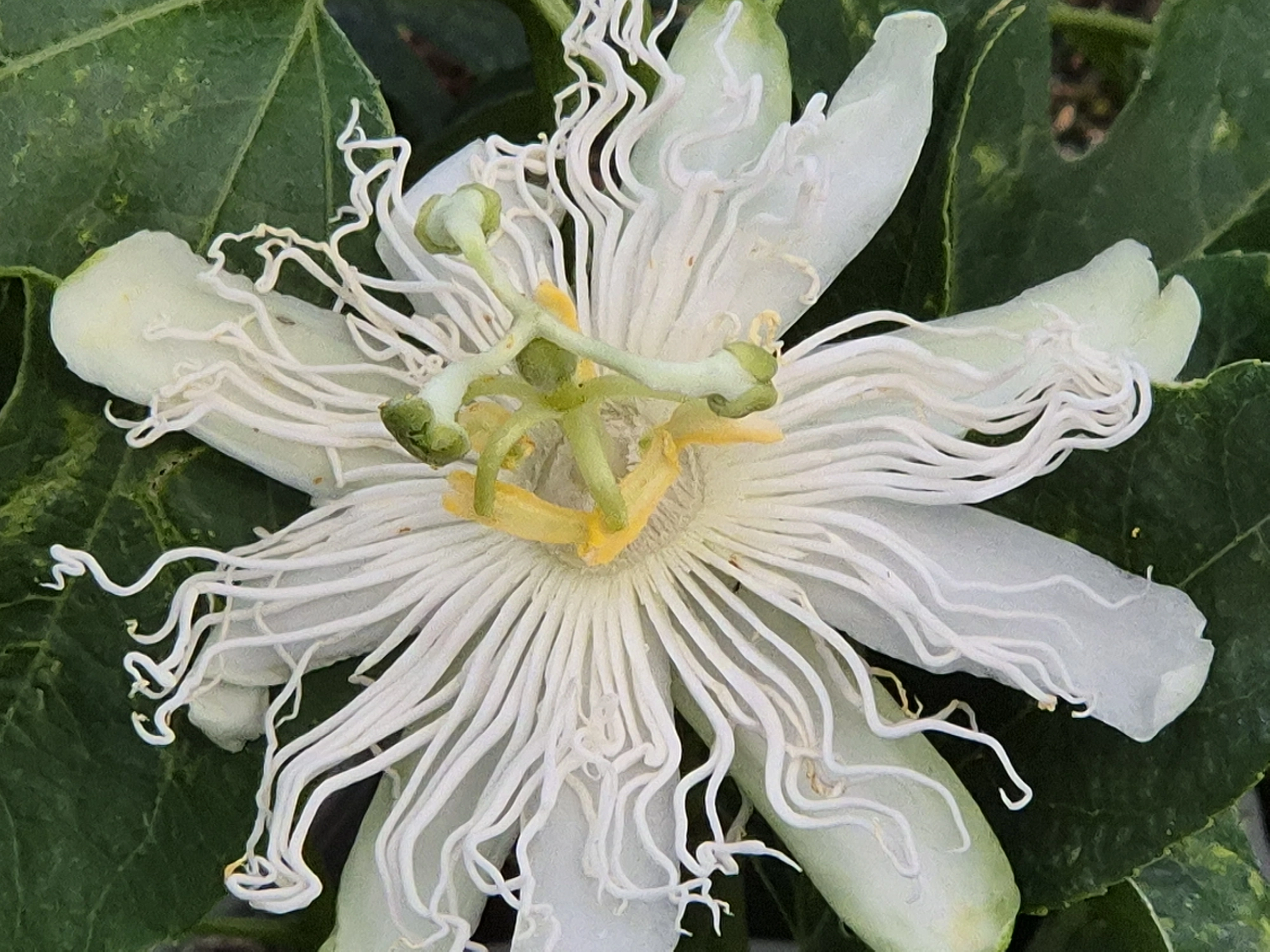 Passionsblume 'Passiflora incarnata Snowstar®', 30 bis 40 cm Höhe Cover
